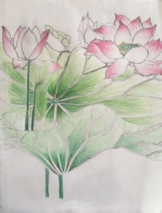 Lotus - Drawing Class