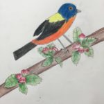 Bird - Drawing Class