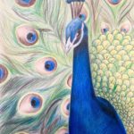 Peacock - Drawing Class