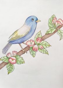 Bird - Drawing Class